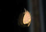 moth  9475.jpg