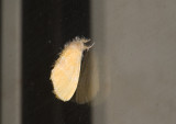 moth  9504.jpg