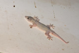 gecko  9511.jpg