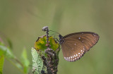 Euploea core godartii   0281.jpg