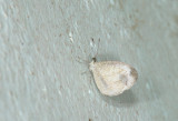 Leptosia nina  9529.jpg