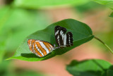Neptis hylas 9914.jpg