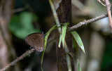 Euploea core godartii   0934.jpg