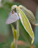 Catochrysops strabo 1262.jpg
