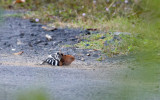 Common Hoopoe  4371.jpg