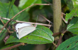 Appias albina  6252.jpg