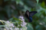 Papilio memmon  6452.jpg
