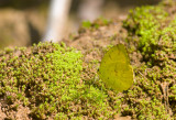 Eurema hecabe 6835.jpg