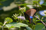 Papilio paris  7383.jpg