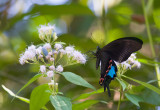 Papilio paris  7405.jpg