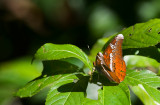 Lebadea martha 7435.jpg