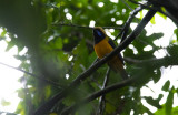Orange-breasted Leafbird  8284.jpg