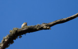 Firecrest  8937.jpg
