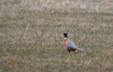 Pheasant  9539.jpg