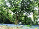 Bluebells in May