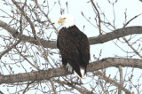 January - Bald Eagle