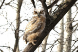 February - Great Horned Owl Chick