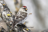 March - Common Redpoll