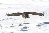 December - Great Grey Owl