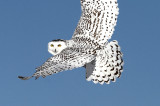 Jan - Snowy Owl