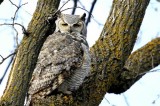 May - Great Horned Owl