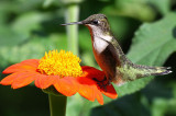 Aug - Ruby-throated Hummingbird
