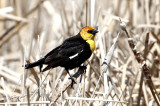 Sep - Yellow-headed Blackbird
