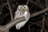 Dec - Eastern Screech Owl