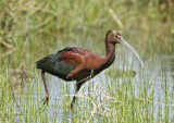 White-faced Ibis in Independence CA.jpg