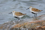 Dunlin
