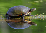 Painted Turtle