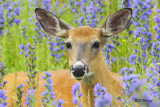 White-tailed Deer