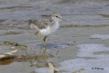 Spotted Sandpiper (juv)