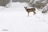 White-tailed Deer