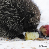 Porcupine