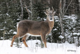 White-tailed Deer