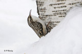 Brown Creeper