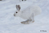 Snowshoe Hare: SERIES