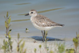 Black-bellied Plover:  SERIES