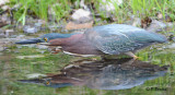 Green Heron:  SERIES