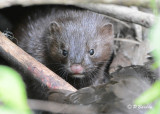 Mink (juv):  SERIES