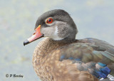 Wood Duck (juv male)