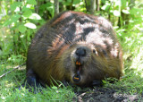 Beaver