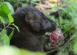 Mink: SERIES