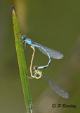 Blue Damselflies