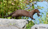 Mink:  SERIES