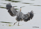 Great Blue Heron