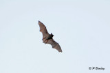 Bat