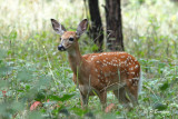 White-tailed Deer