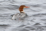 Common Merganser
